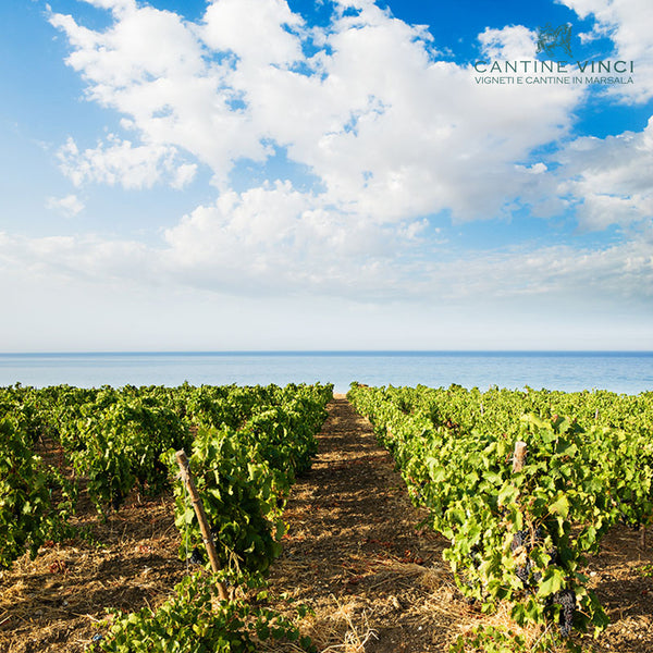 VIGNA MORESCA | MOSCATO