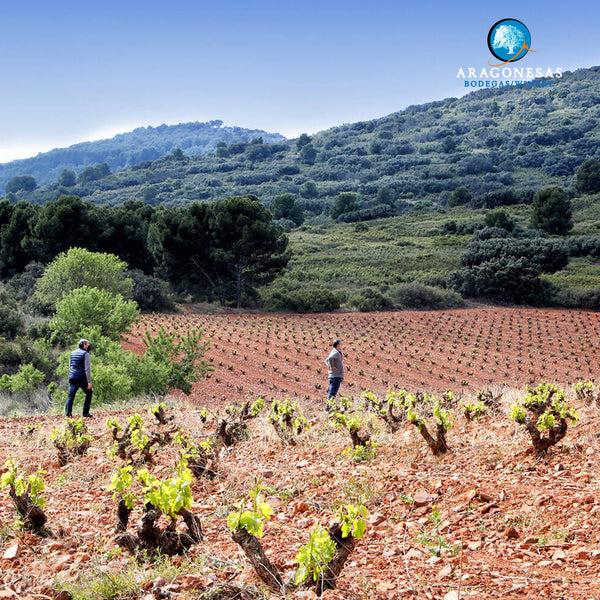 DON RAMÓN | CHARDONNAY - VIURA