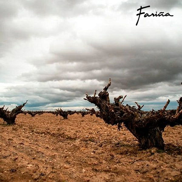 BODEGAS FARINA | PR1MERO VINO & ARTE