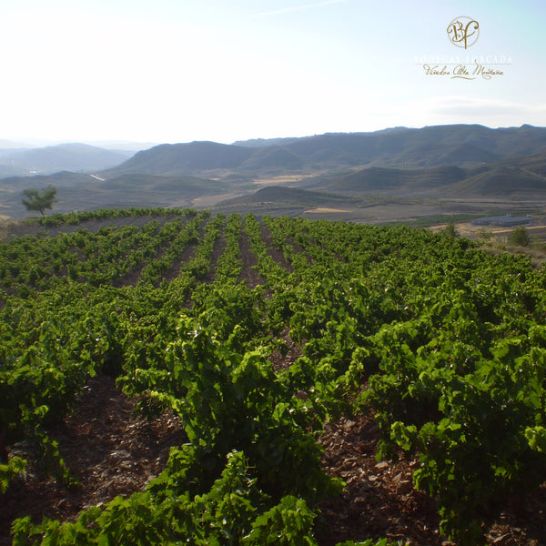 LA FORCADA | SAUVIGNON BLANC ROBLE