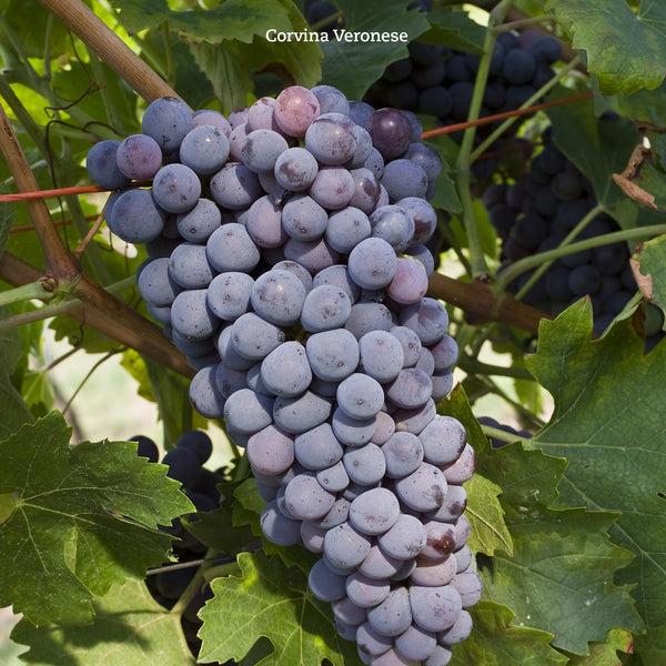 FRATELLI GIULIARI | CORTE CROSARA | VALPOLICELLA ROSSO SUPERIORE