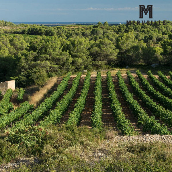 MERVEILLE | OAKED VIOGNIER