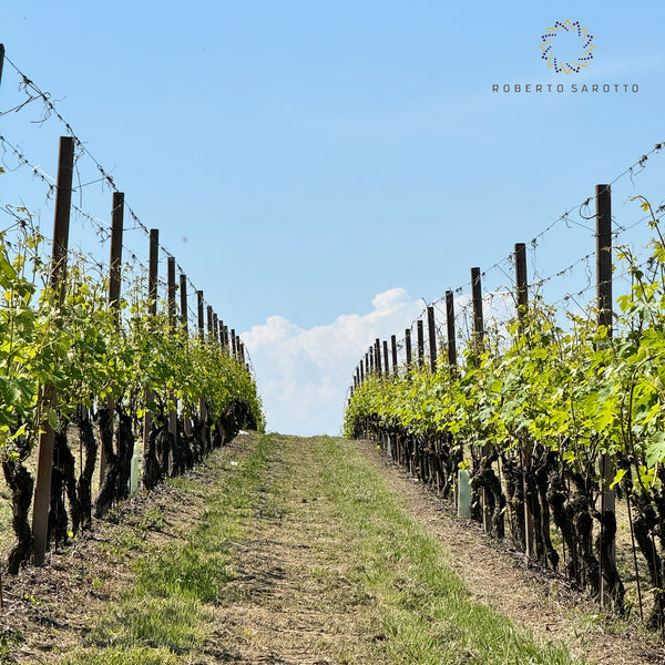 ROBERTO SAROTTO PIEMONTE | GAVI DOCG 'VIRGILIO'
