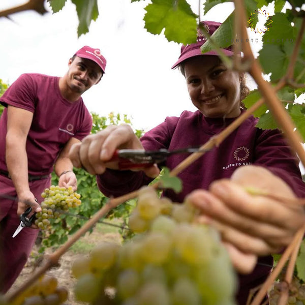 ROBERTO SAROTTO PIEMONTE | LANGHE DOC ARNEIS 'RUNCNEUV'