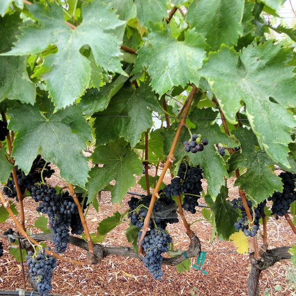 GRANDE CORTEROSSO | PRIMITIVO DI MANDURIA