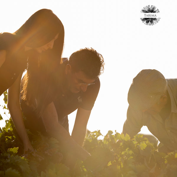 FLOR DE TARIMA | MERSEGUERA - CHARDONNAY