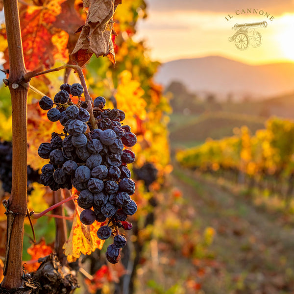 IL CANNONE | ROSSO APPASSIMENTO DI SICILIA