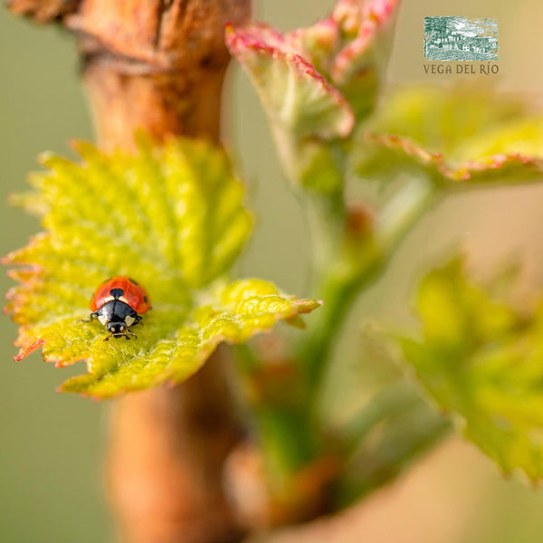 VEGA DEL RÍO | RIOJA ROSADO CRIANZA