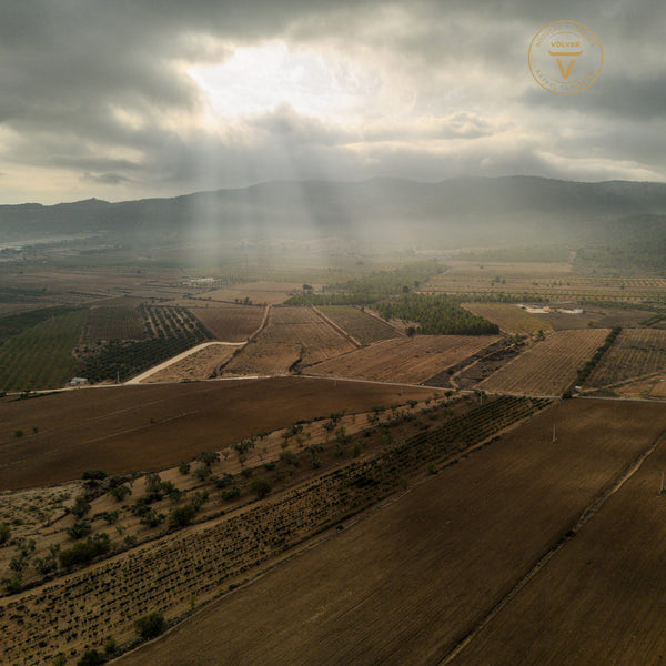 VOLVER | SINGLE VINEYARD MACABEO TINAJA