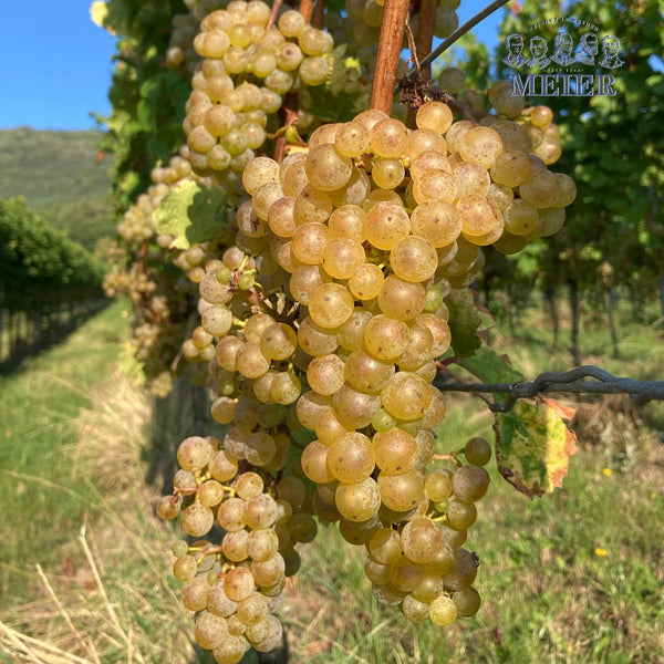 WEINGUT MEIER | RIESLING TROCKEN VOM BUNTSANDSTEIN