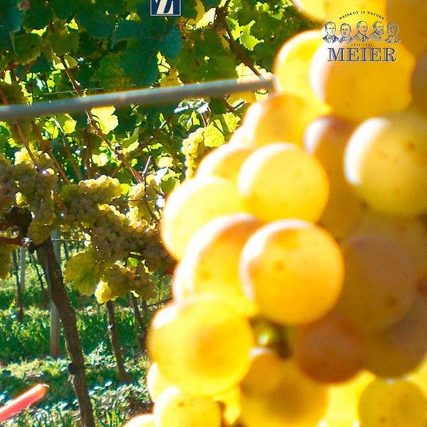 WEINGUT MEIER | SILVANER TROCKEN VOM KALK