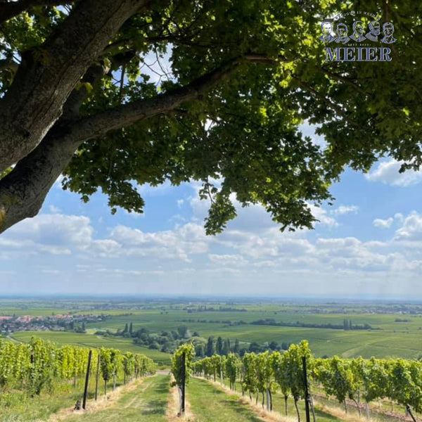 WEINGUT MEIER | BLANC DE NOIR SPÄTBURGUNDER TROCKEN