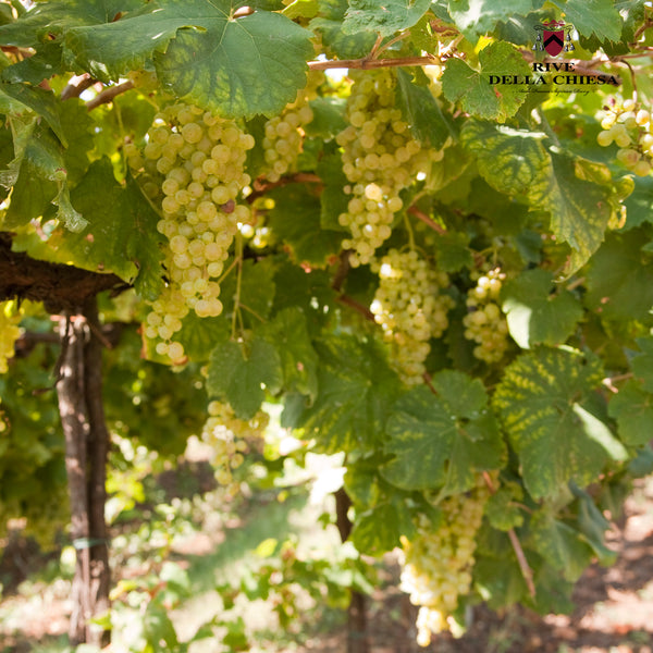 RIVE DELLA CHIESA | MILLESIMO SPUMANTE EXTRA DRY