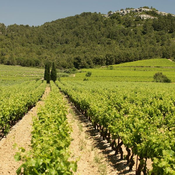 MANOIR GRIGNON | SAUVIGNON BLANC