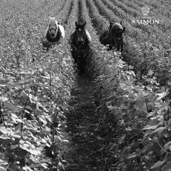 CHAMPAGNE SALMON | COLLECTION MONTGOLFIÈRE | BRUT