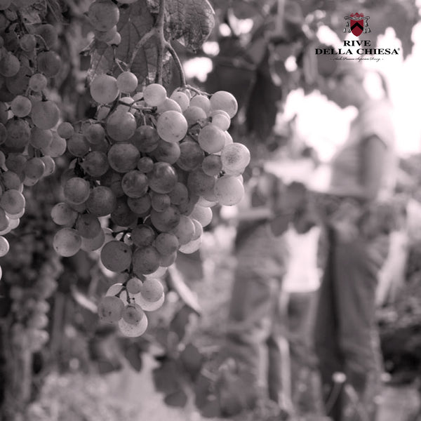 RIVE DELLA CHIESA | ROSÉ FRIZZANTE MARCA TREVIGIANA IGT