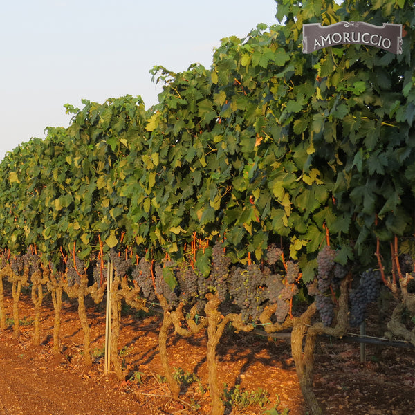 AMORUCCIO | APPASSIMENTO