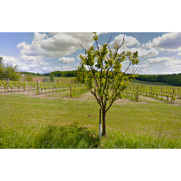 CHÂTEAU BARRAIL-LAUSSAC | BORDEAUX