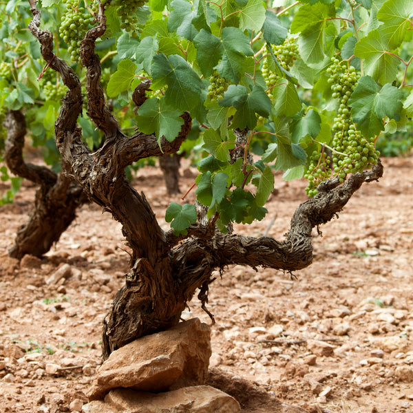 CAMÍ DE FLORS | CAVA