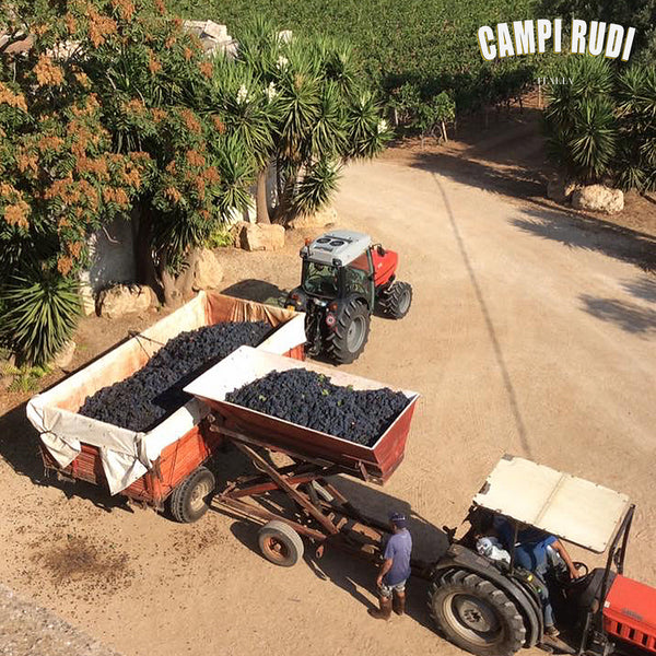 CAMPI RUDI | APPASSIMENTO ROSSO PUGLIA PASSITO