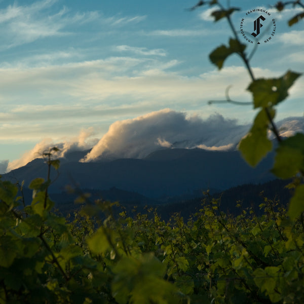 FRAMINGHAM | NOBODY'S HERO | PINOT NOIR