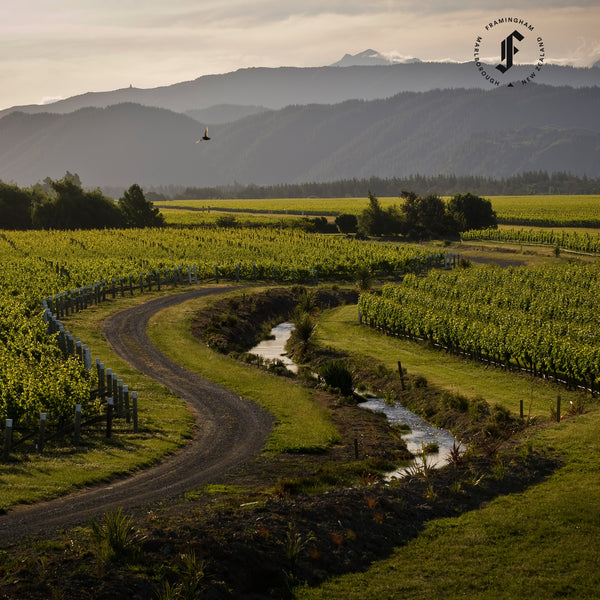 FRAMINGHAM | NOBODY'S HERO | SAUVIGNON BLANC