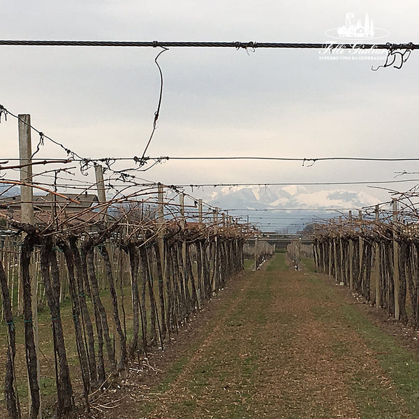 FRATELLI GIULIARI | NOGARE SECCHE SOAVE