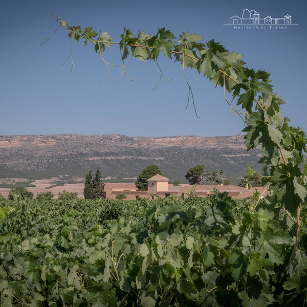 HACIENDA EL ESPINO | LA JOVEN TINTO