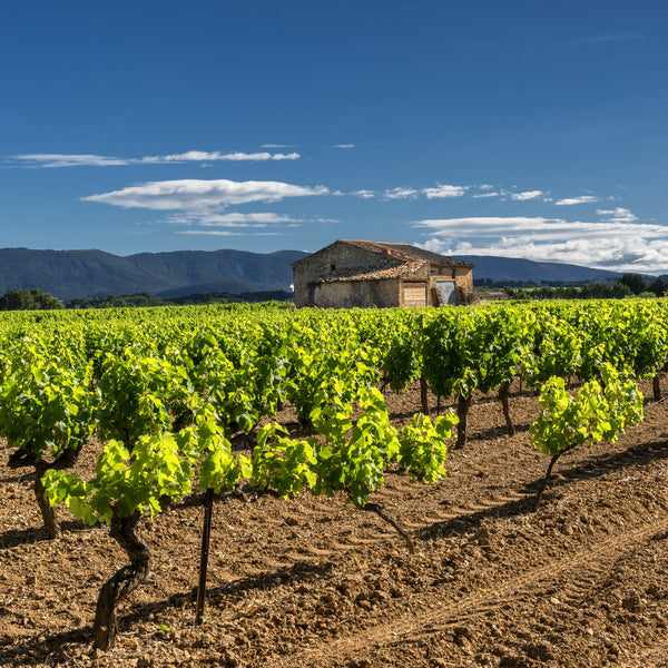 GRIS DES LIONS | GRENACHE GRIS | ROSÉ