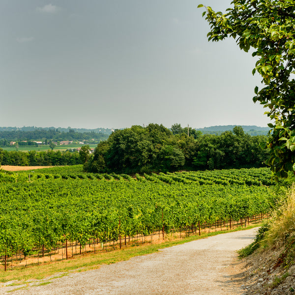 MASSERIA COLLEONE | SUSUMANIELLO SALENTO