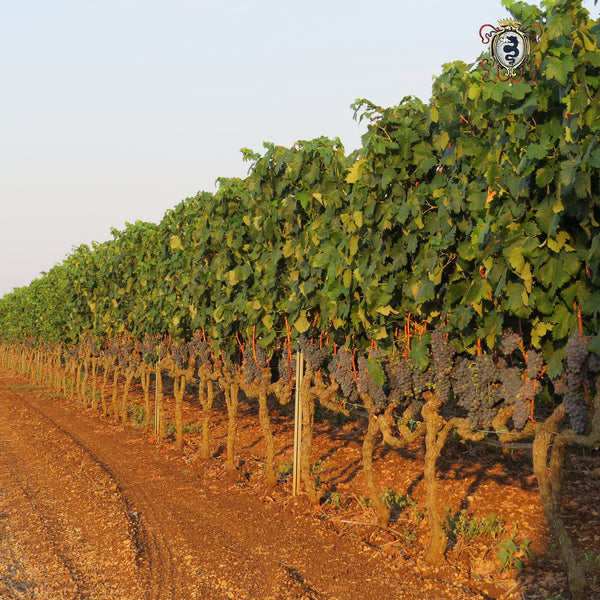 MESSERI VINI | NEGROAMARO - PRIMITIVO SALENTO
