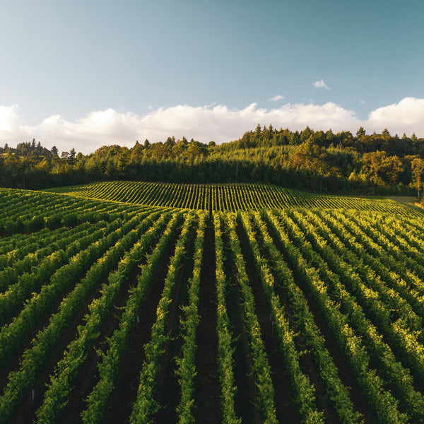 LES PEYRAUTINS | MARSELAN - MERLOT BOISÉ