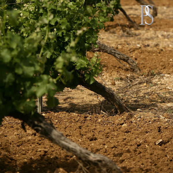 PLAGE DU SUD | PS XXL | LE ROSÉ ENSOLEILLÉ | JEROBOAM