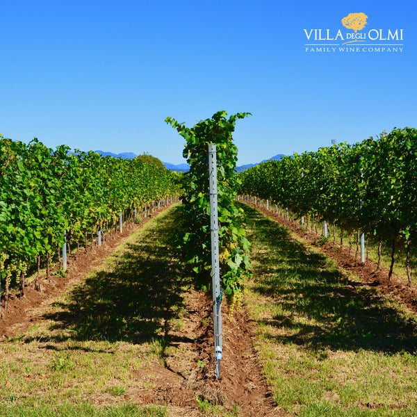 VILLA DEGLI OLMI | BAGLIO AL SOLE | PINOT GRIGIO FRIULI GRAVE