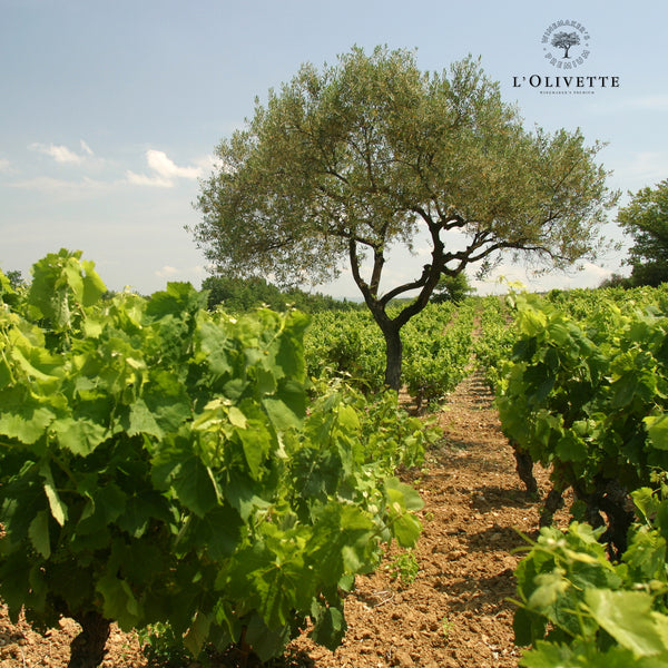 L'OLIVETTE | SAUVIGNON BLANC - COLOMBARD