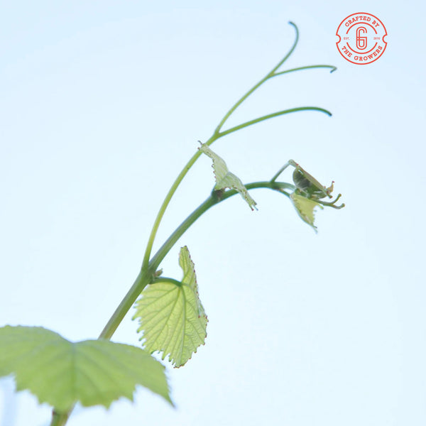 GROWERS GATE | SAUVIGNON BLANC