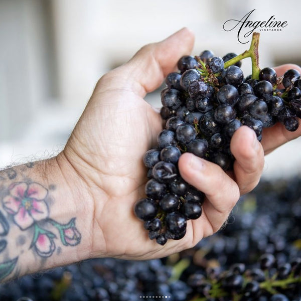 Angeline Vineyards | California Pinot Noir