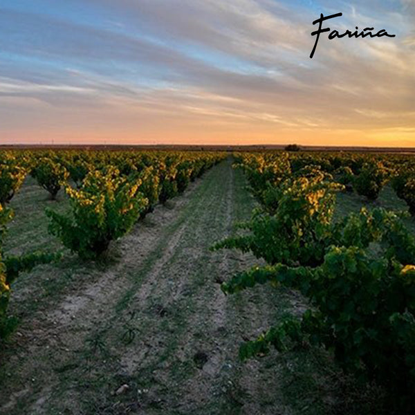 BODEGAS FARINA | COLEGIATA MALVASIA