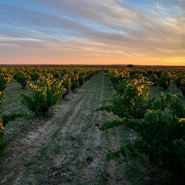BODEGAS FARINA | COLEGIATA MALVASIA