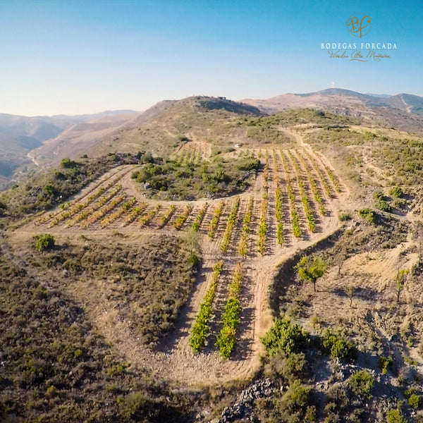 LA FORCADA | GRACIANO CRIANZA