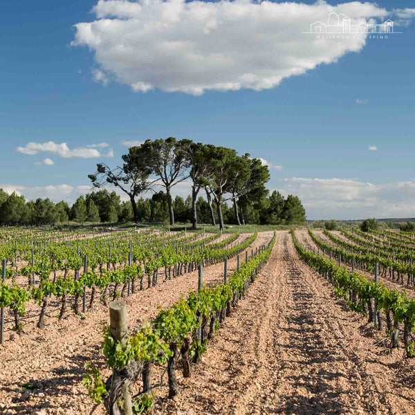 HACEINDA EL ESPINO | GARNACHA TINTORERA