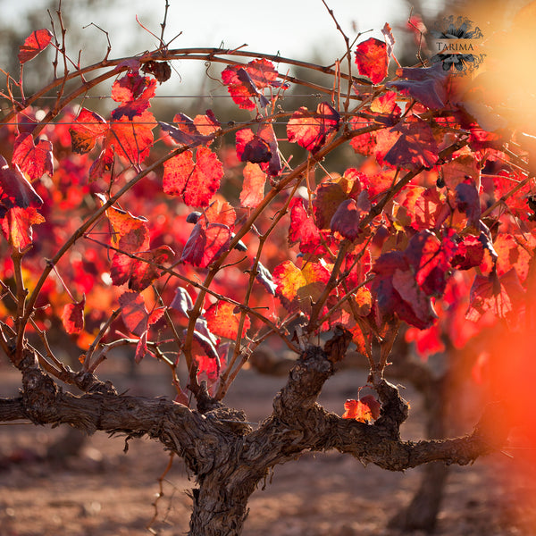 TARIMA | MONASTRELL