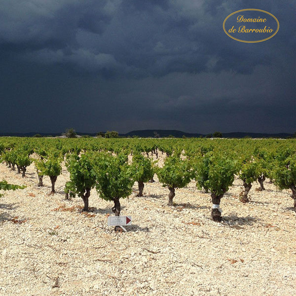 DOMAINE DE BARROUBIO | MUSCAT SAINT-JEAN DE MINERVOIS AOP | VDN
