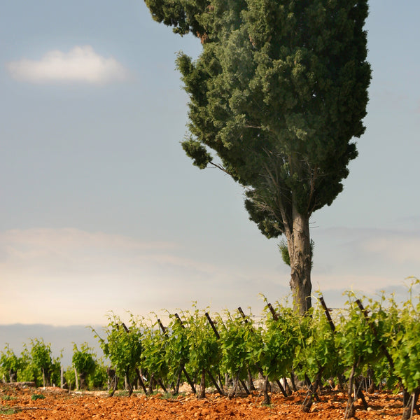 BÉCASSE L'ORIGINAL BLANC | VERMENTINO - CHARDONNAY