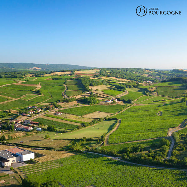 LA CÔTE BLANCHE | BOURGOGNE PINOT NOIR