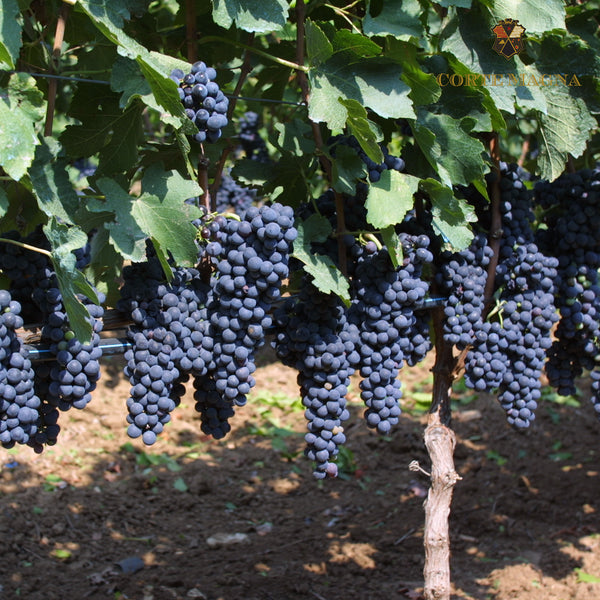 CORTEMAGNA | NEGROAMARO - SANGIOVESE