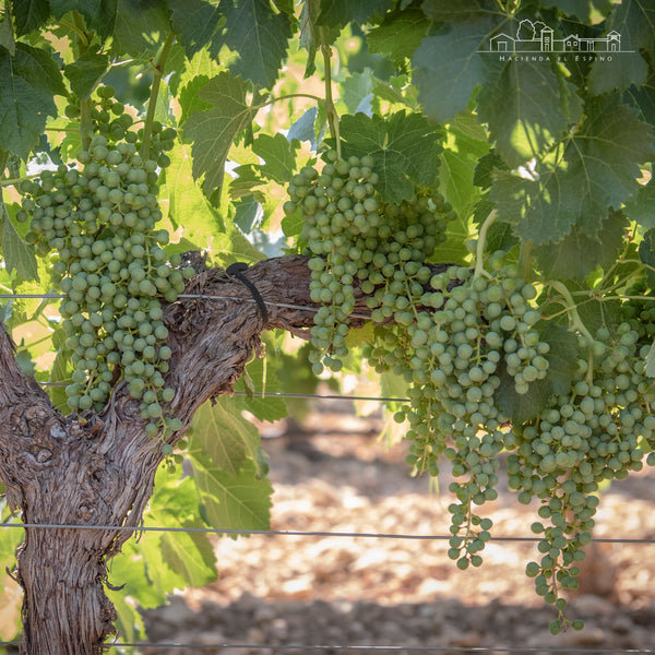 HACIENDA EL ESPINO | 1707 CHARDONNAY