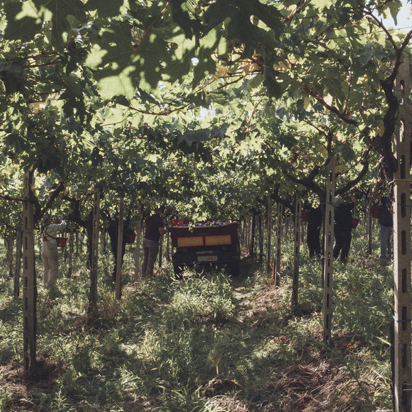 IDI DI MARZO | VULGARIS MONTEPULCIANO D'ABRUZZO