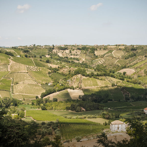 IDI DI MARZO | SETTE VIZI TREBBIANO