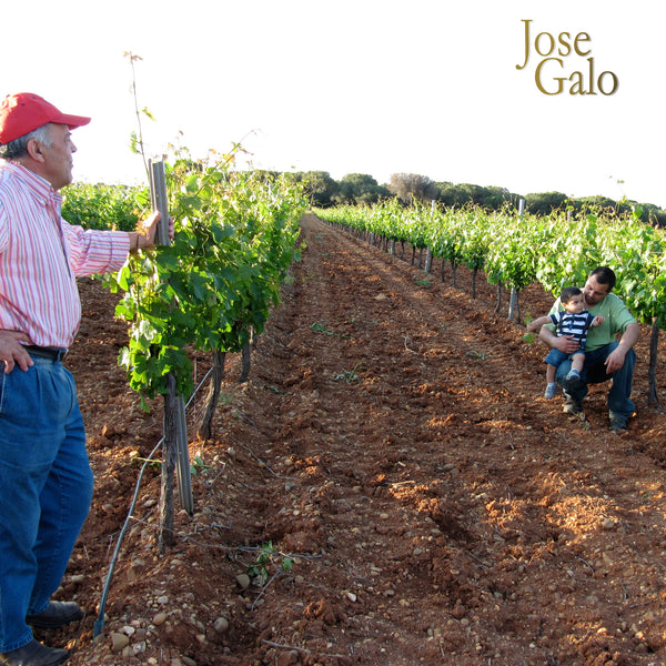 JOSE GALO | RUEDA SAUVIGNON BLANC